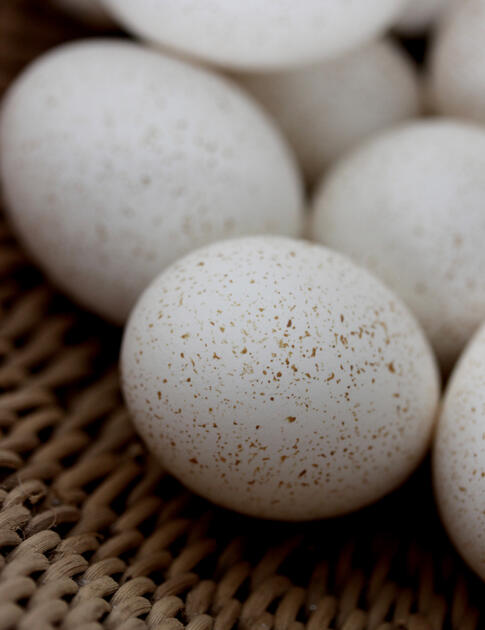Přírodní vejce