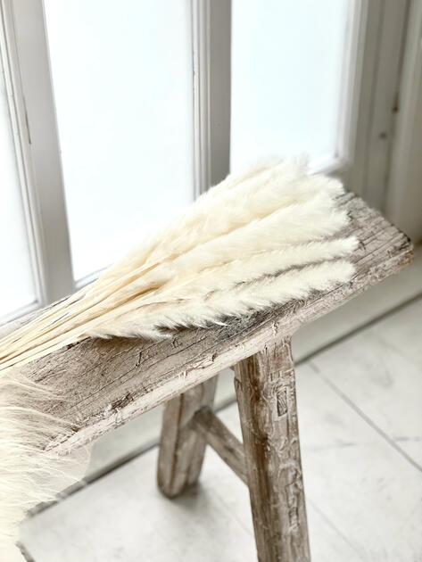 Bělený Fluffy Pampas